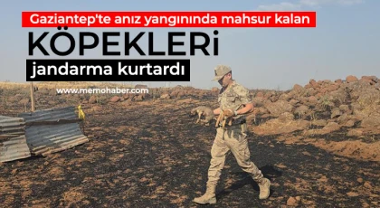Gaziantep'te anız yangınında mahsur kalan köpekleri jandarma kurtardı