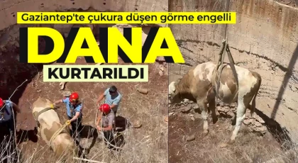 Gaziantep'te çukura düşen görme engelli dana kurtarıldı