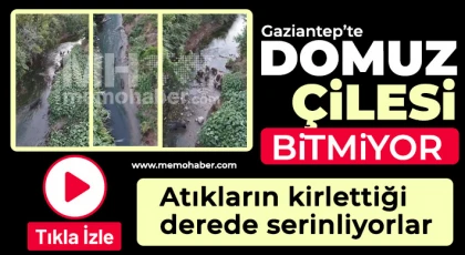 Gaziantep'te domuz çilesi bitmiyor 