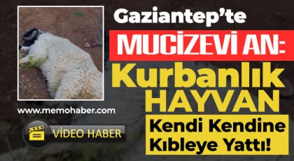 Gaziantep'te Mucizevi An: Kurbanlık Hayvan Kendi Kendine Kıbleye Yattı!