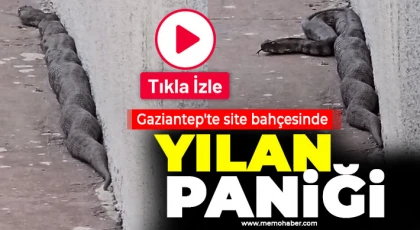  Gaziantep'te site bahçesinde yılan paniği