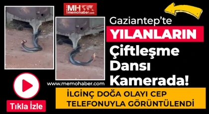 Gaziantep'te Yılanların Çiftleşme Dansı Kamerada!