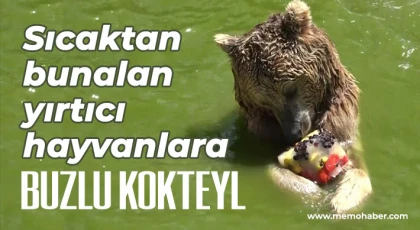 Sıcaktan bunalan yırtıcı hayvanlara buzlu kokteyl