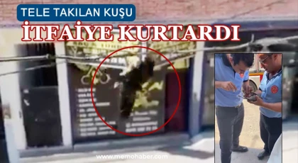 Tele takılan kuşu itfaiye kurtardı