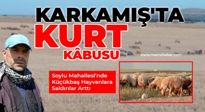 Karkamış'ta Kurt Kâbusu: Soylu Mahallesi'nde Küçükbaş Hayvanlara Saldırılar Arttı