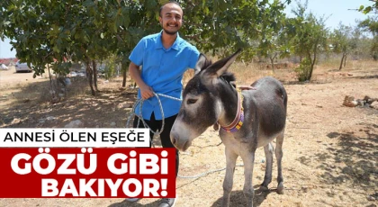 Annesi ölen eşeğe gözü gibi bakıyor