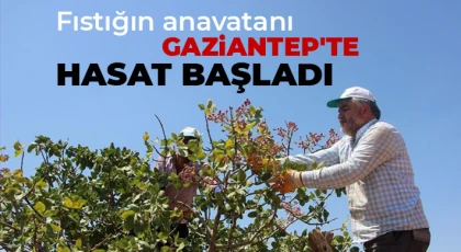  Fıstığın anavatanı Gaziantep'te hasat başladı