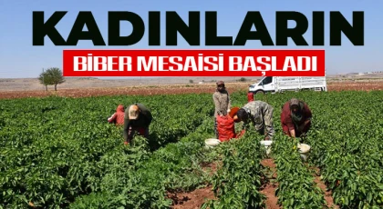 Kadınların biber mesaisi başladı