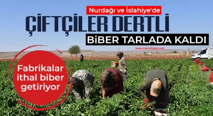 Nurdağı ve İslahiye’de çiftçiler dertli! Biber tarlada kaldı