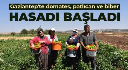 Şahinbey Belediyesi'nin dağıttığı fideleri eken vatandaşlar hasat sevinci yaşıyor