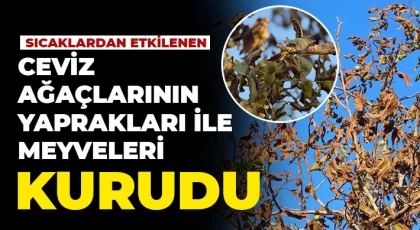 Sıcaklardan etkilenen ceviz ağaçlarının yaprakları ile meyveleri kurudu