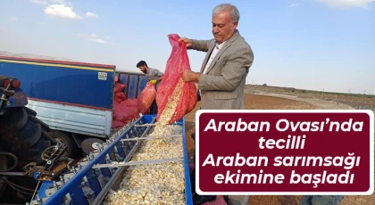 Araban Ovası’nda tecilli Araban sarımsağı ekimine başladı