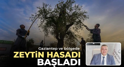 Gaziantep ve bölgede zeytin hasadı başladı