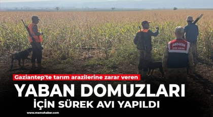 Gaziantep'te tarım arazilerine zarar veren yaban domuzları için sürek avı yapıldı