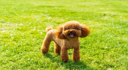 2026 Toy Poodle Fiyat Analizi ve Piyasa Değerleri