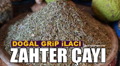 Doğal grip ilacı zahter çayı