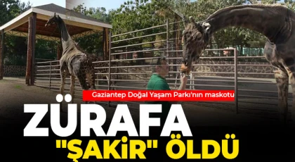 Gaziantep Doğal Yaşam Parkı'nın maskotu zürafa "Şakir" öldü