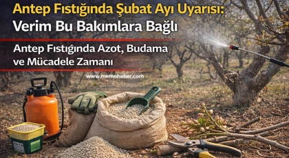 Gaziantep’te Antep Fıstığı Üreticisine Şubat Ayı Rehberi