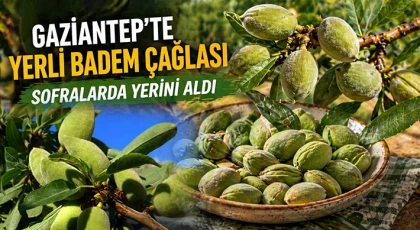 Araban’ın yerli badem çağlası sofralarda yerini aldı