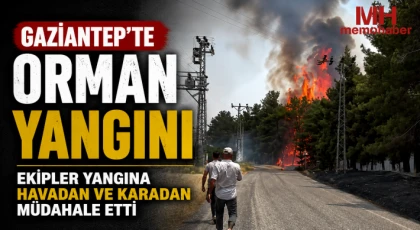 Gaziantep'te orman yangını