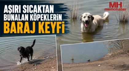 Aşırı sıcaktan bunalan köpeklerin baraj keyfi