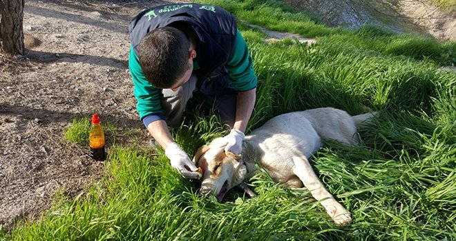 Askerler tarafından yaralı bulunan köpek kurtarıldı