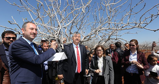 Büyükşehir'den fıstık üreticisine ‘Feromon Tuzaklama’