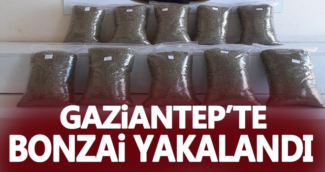 Gaziantep’te 10 kilo bonzai yakalandı...