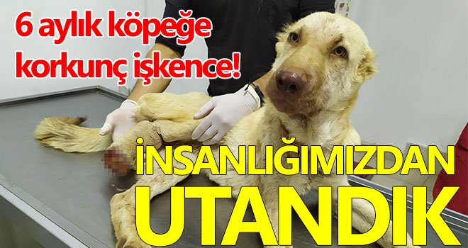 Gaziantep'te 6 aylık köpeğe yapılan işkence pes dedirtti