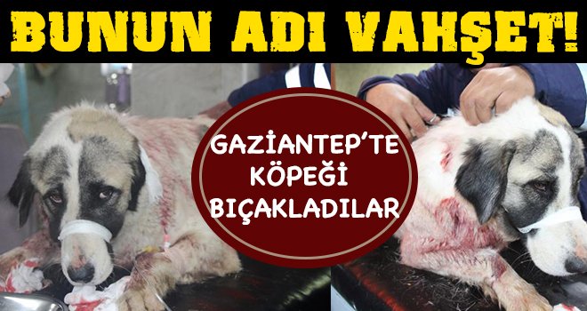 Gaziantep'te bıçaklanan köpek ameliyata alındı