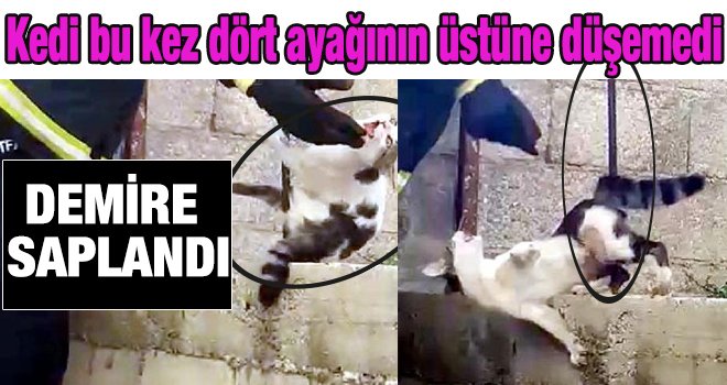 Gaziantep'te çatıdan atlayan kedi, demire saplandı