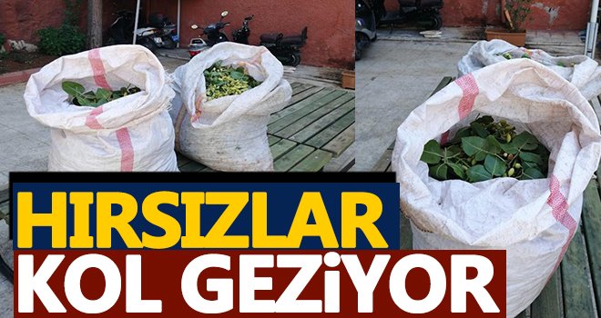 Gaziantep'te fıstık hırsızlara faka bastı!