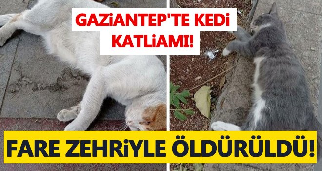 Gaziantep'te katliam! 13 kedi zehirlenerek öldürüldü...