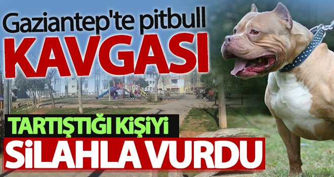 Gaziantep'te pitbull kavgası: 1 yaralı