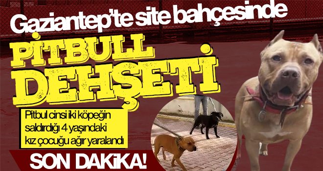 Gaziantep'te site bahçesinde pitbull dehşeti 