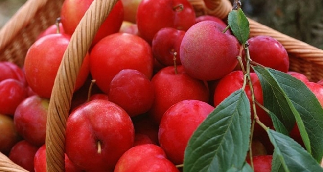 Kırmızı Erik Tam Bir Sağlık Deposu