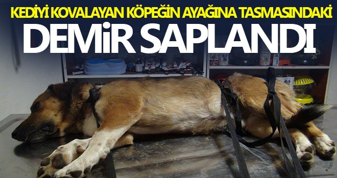 Köpeğin ayağındaki demir spiral ile kesilerek çıkartıldı