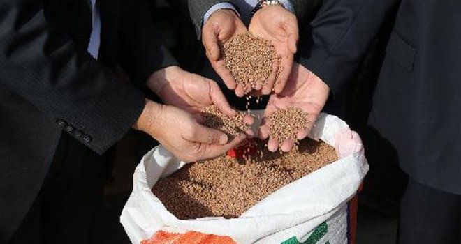 Büyükşehir'den çiftçilere mercimek tohumu