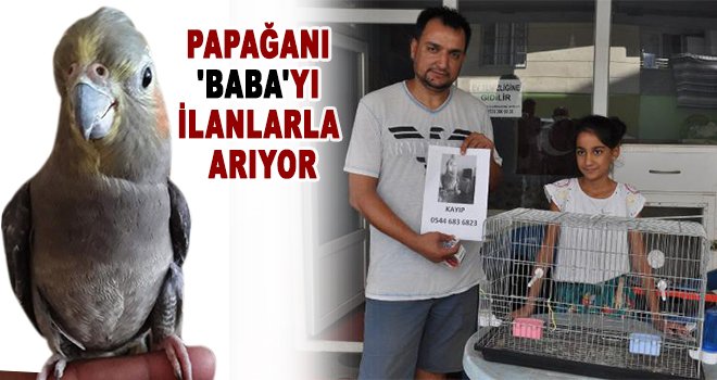 Papağan 'Baba'yı bulana ödül