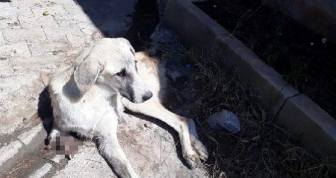 Sokak köpeği, kuyruğu ve ayağı kesilmiş halde bulundu