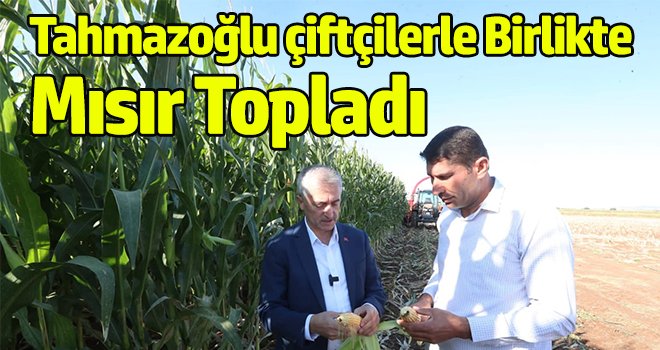 Tahmazoğlu çiftçilerle birlikte mısır topladı