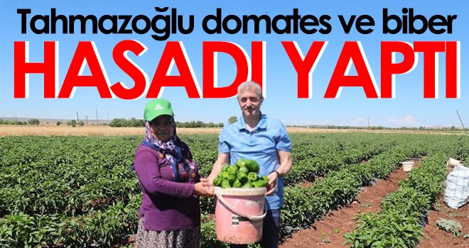 Tahmazoğlu domates ve biber hasadı yaptı