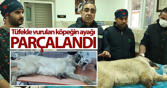 Tüfekle vurulan köpeğin ayağı parçalandı